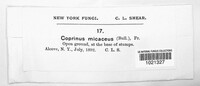 Coprinellus micaceus image